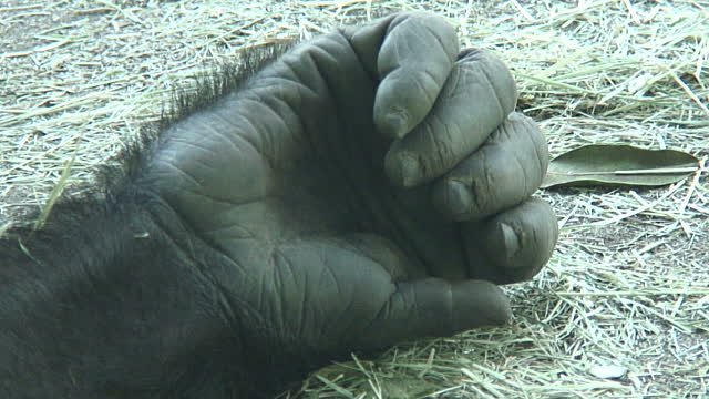 gorilla-hand-and-fingers-video-id1297560