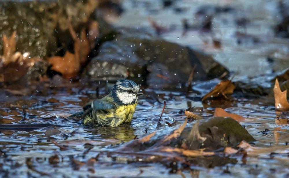 500995-animals-water-nature-birds-Eurasi