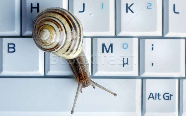 501598_stock-photo-close-up-of-a-snail-o