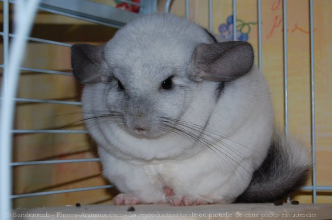 Photo de Chinchilla > Guizmo > N° 502088 sur Photos-Animaux.com