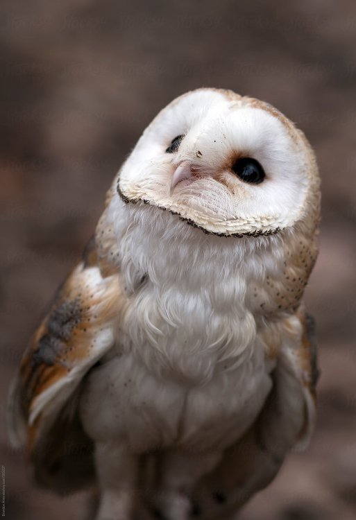 Cute Baby Barn Owl by Brandon Alms for Stocksy United