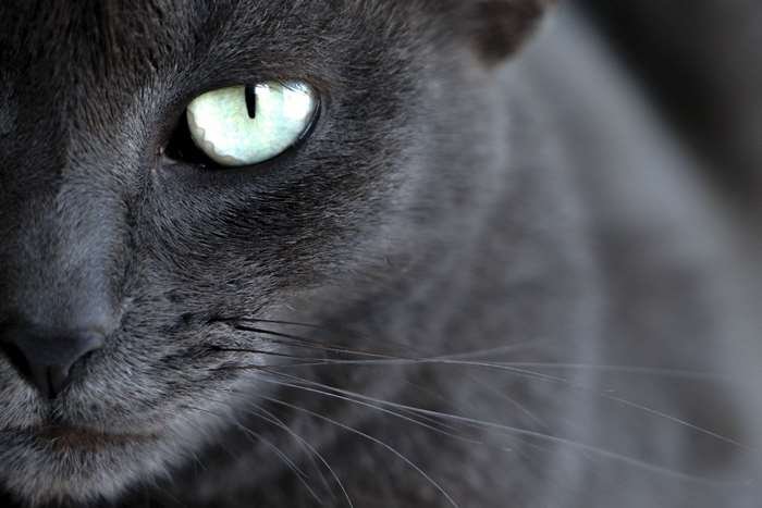 503371-cat-cats-eyes.jpg