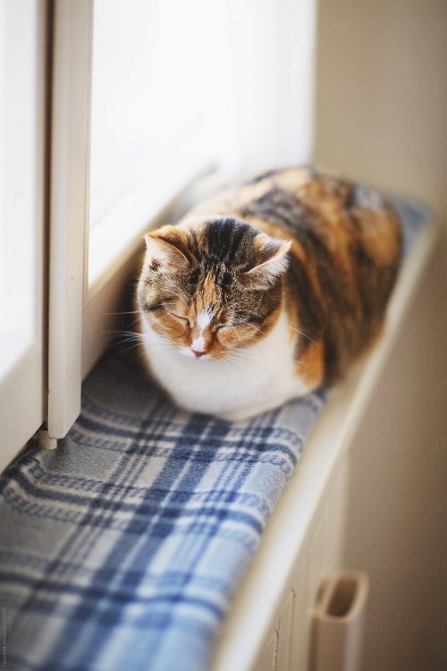 Calico cat sleeping on windowsill close to radiator by Laura Stolfi for Stocksy United