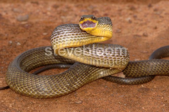Common Bird Snake threatening with mouth open Guyana