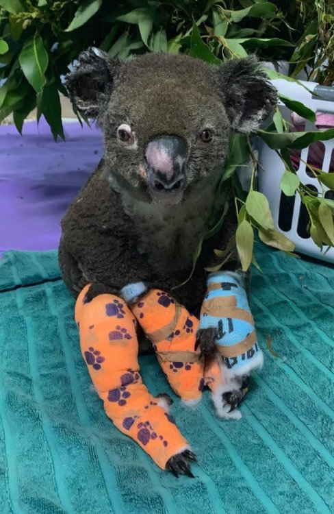 Image result for lewis the koala