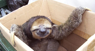 sloth+in+a+box.png