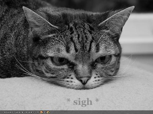 sigh+cat.jpg
