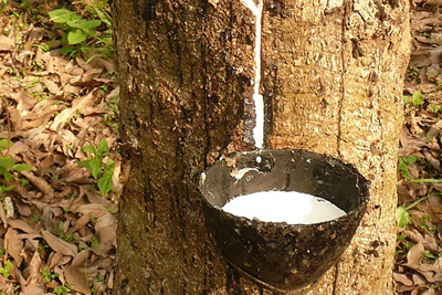 Rubber%20Tree%20Forest%20-%203.jpg