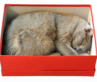 cat%20sleeping%20in%20a%20box.jpg