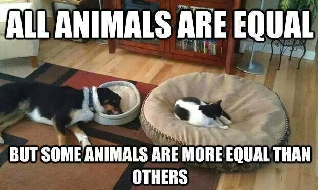 cat+and+dog.jpg