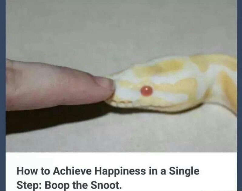 Boop boop. Make your snake happy. How to Achieve Happiness in  Single gift.'] hihi. Boo the snout.