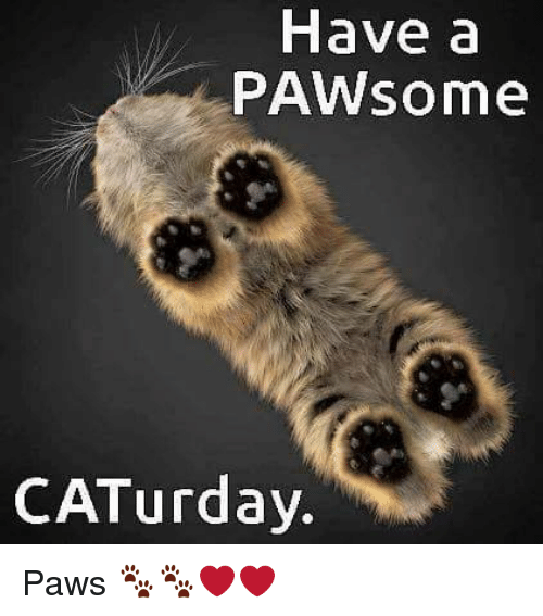 have-a-pawsome-caturday-paws-%F0%9F%90%B