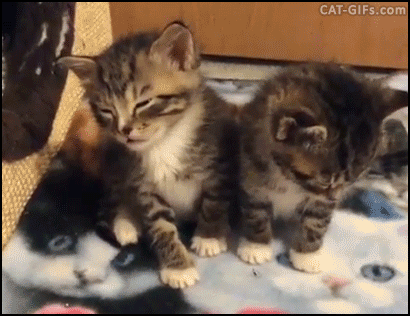 KITTEN+GIF+%25E2%2580%25A2+2+adorables+K