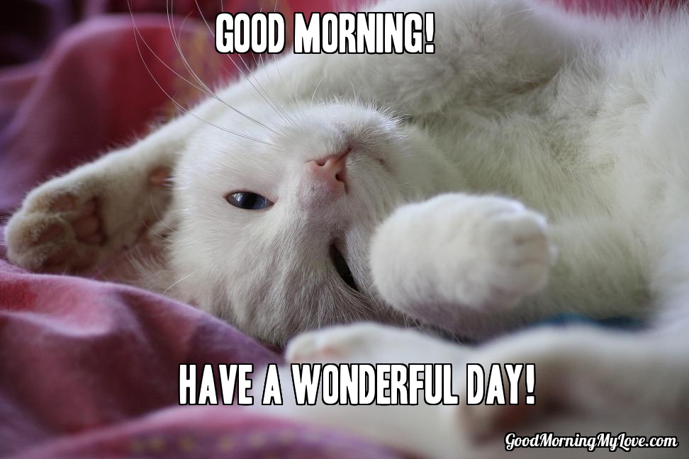 Good+Morning+Memes_White+Cat+Waking+Up+S