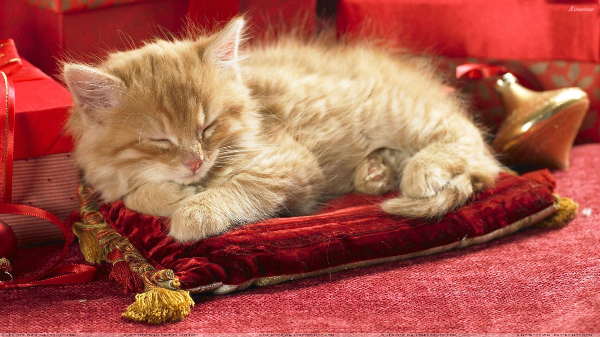 Cat%20Is%20Sleeping%20On%20Red%20Pillow.