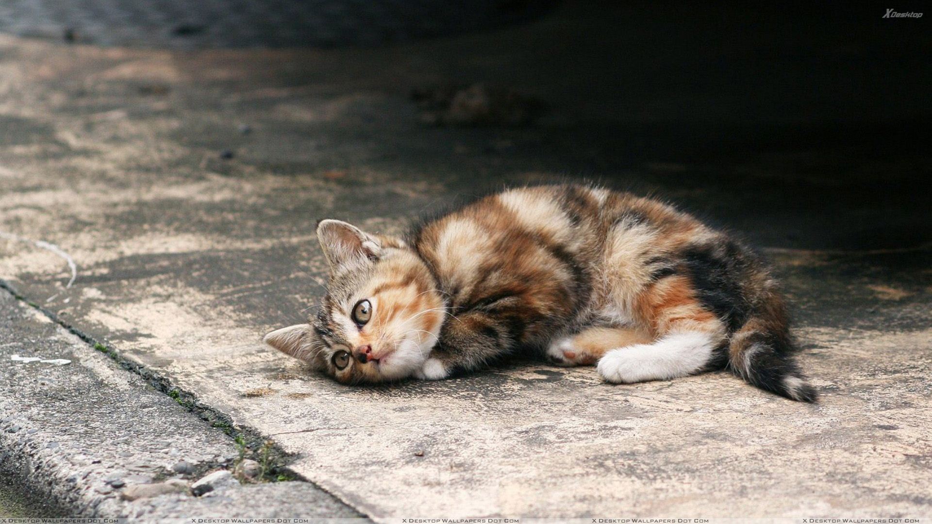 A%20Lonely%20Little%20Cat%20On%20Road%20