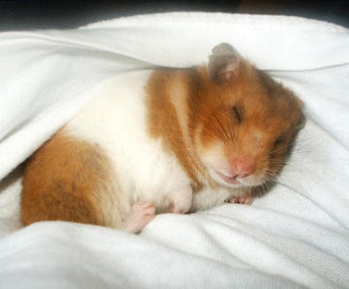 hamster+asleep.jpg