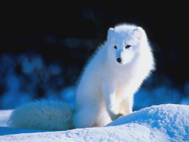 Arctic+Fox3.jpg