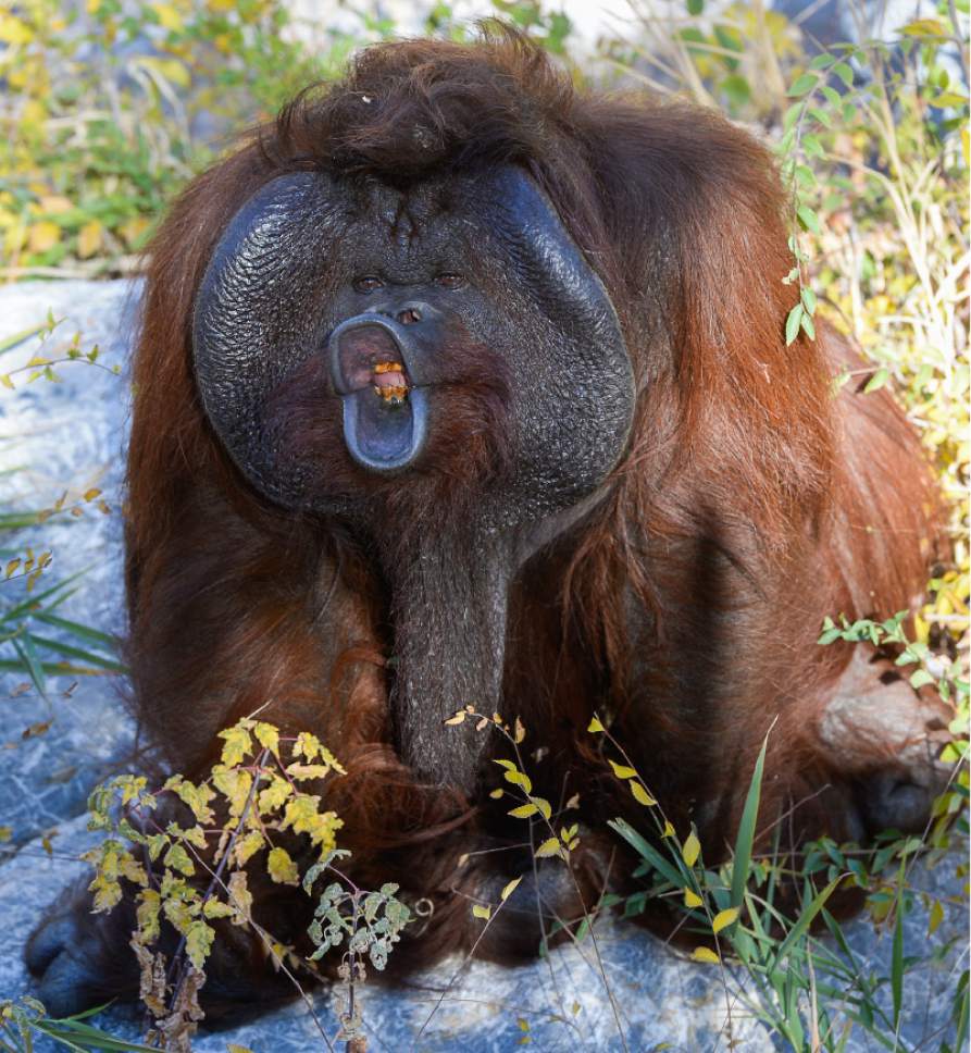 orangutan_111616~6.jpg