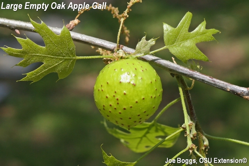 Oak%20Apple%20-%20Larger%20Empty%20Oak%2