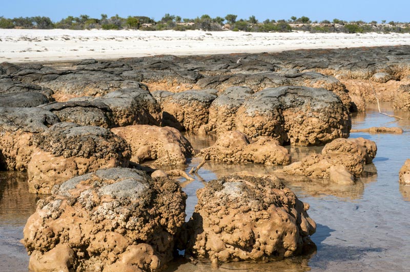 Image result for stromatolites