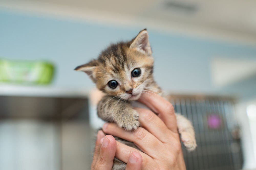 KittenRescue_KittenCareHandbook.jpg?fit=