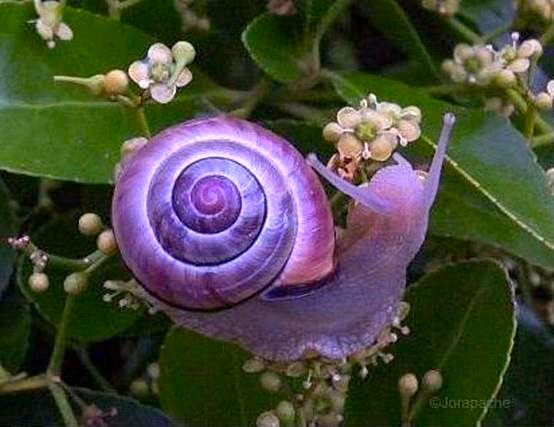 violet-snail4.jpg?w=554