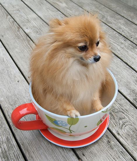 Teacup+pomeranian+dog+sitting+inside+a+t