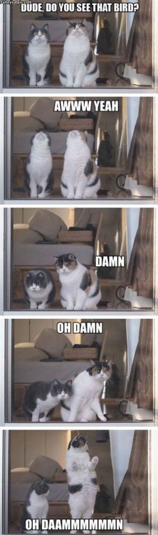 Funny Cat Picture of the day