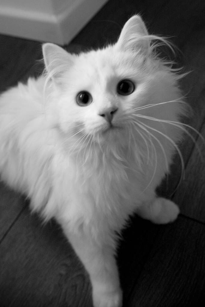 6-month Old Pure White Maine Coon X Ragdoll - Photo 1
