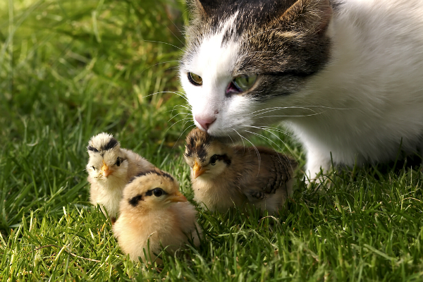 600px-cat-and-baby-quail-on-grass.jpg