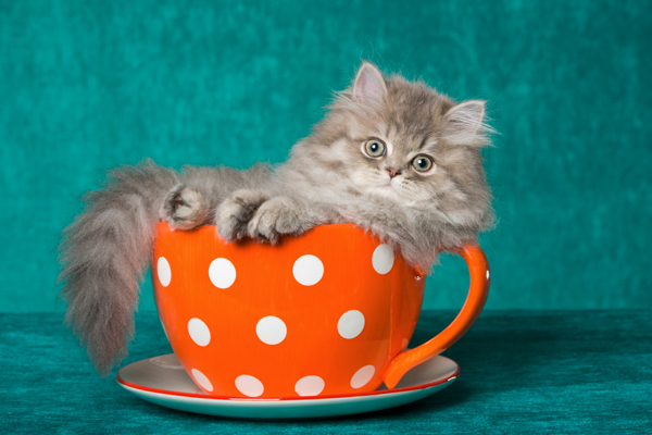 600px-persian-kitten-in-teacup.jpg