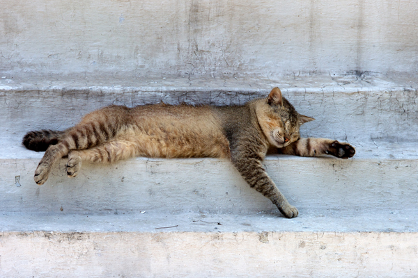 600px-uncomfortable-sleep-cat.jpg