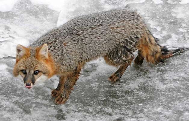 A male gray fox is stranded on  thin ice on the Hudson River waiting to be rescued under the  Dunn Memorial Bridge in Albany on December 23, 2010.  (Lori Van Buren / Times Union) Photo: Lori Van Buren