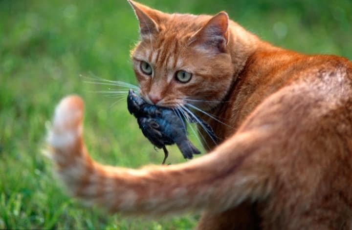 66900964_AR6KDA-CAT-BIRD-PETS-large.jpg
