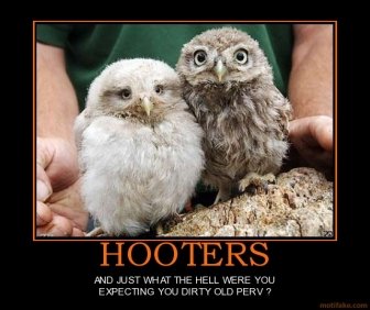 hooters-hooters-owls