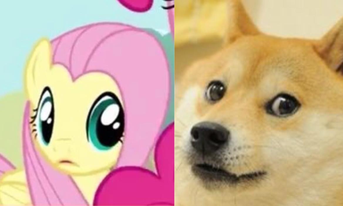 Image result for dog staring meme
