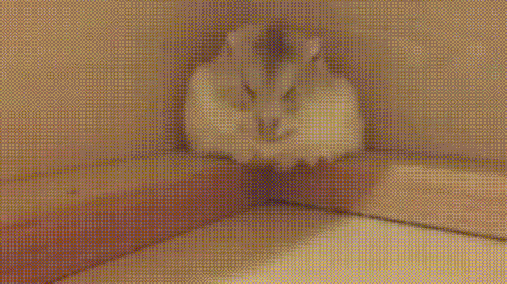 Image result for sleepy hamster gif
