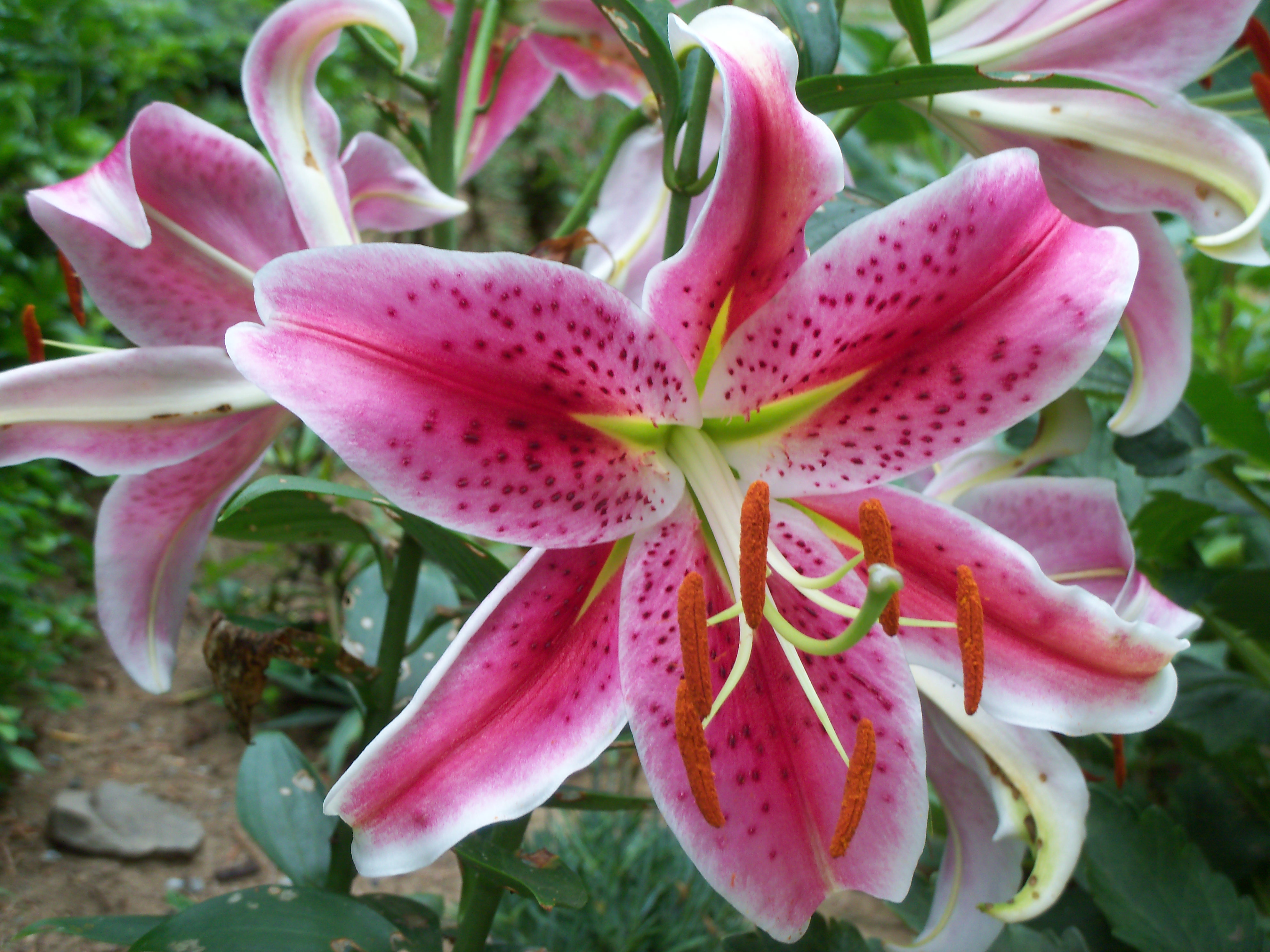 Stargazer_lily.JPG