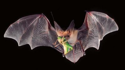 bat-eating-insect.jpg?quality=85&strip=a