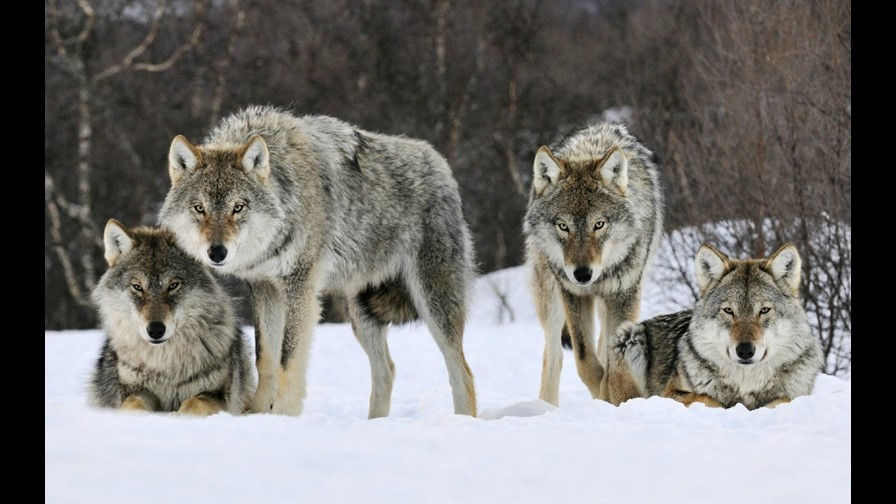 wolves_1514396486412_12050825_ver1.0.jpg