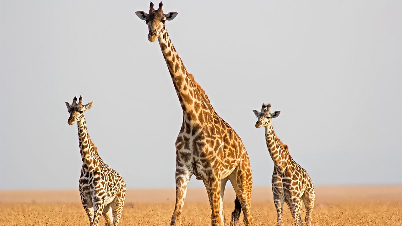 cc_Giraffes_16x9.jpg?itok=dKmuVKO6