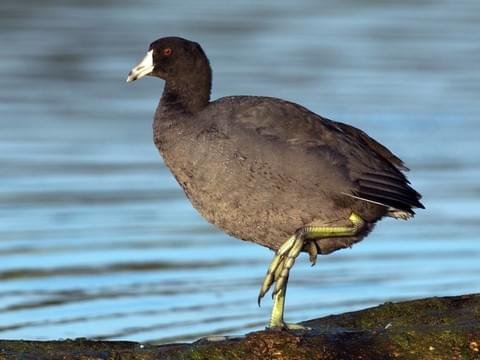 Image result for coot"