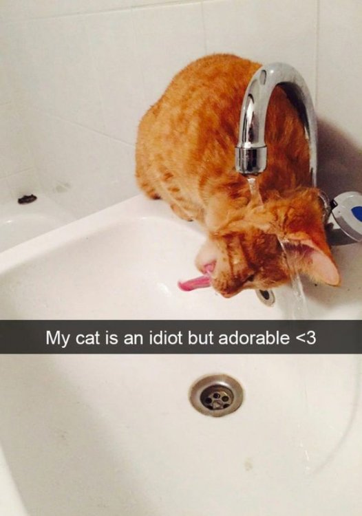 26 Hilarious Cat Snapchats That Need to Be Treasured Forever | BlazePress #funnycatpics
