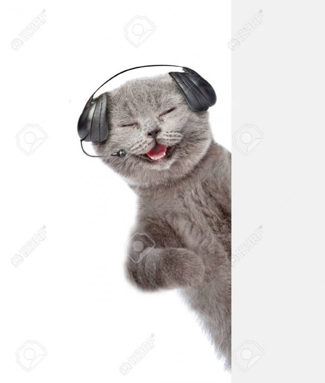 74567882-cat-with-headset-peeking-behind