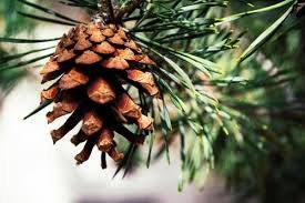 Image result for pine cone