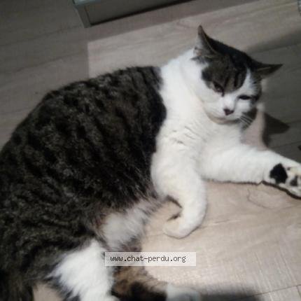 496724 Dune chat perdu à EYSINES - Chat Perdu France