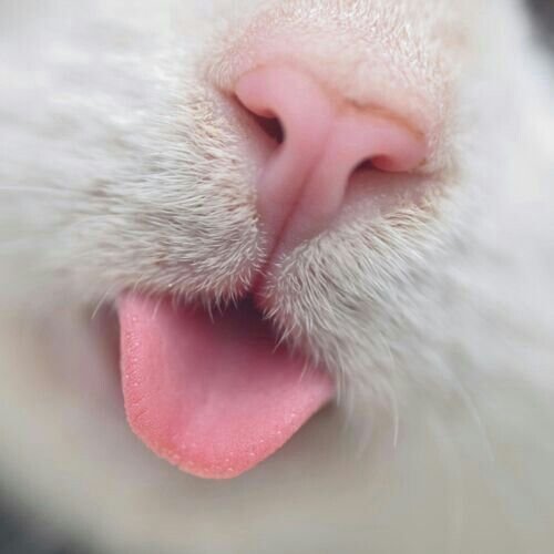 Your kitty's tongue is designed as a drinking utensil. Literally, your kitty has a spoon in his/her mouth. #cat #cats #catstree #catstongue #tonge #catsbody