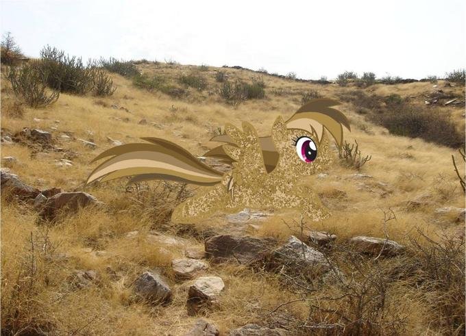 Pushkar ecosystem shrubland