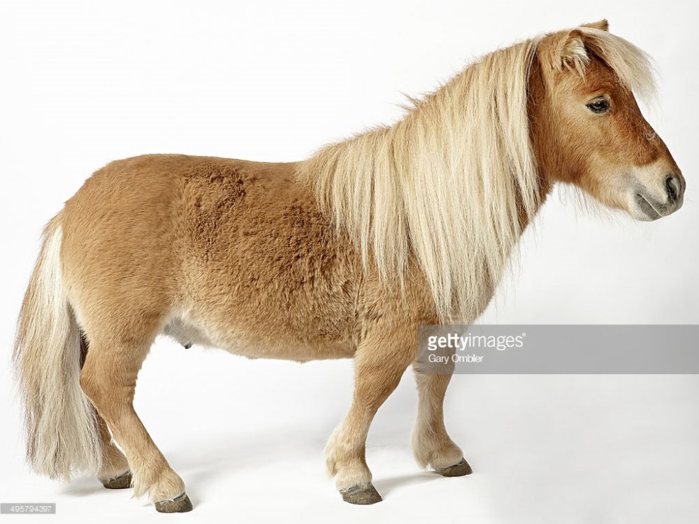 shetland-pony-picture-id495794397